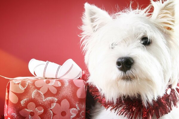 Süßes weißes Hündchen mit Geschenk