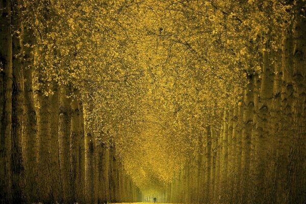 Outono dourado na floresta da noite