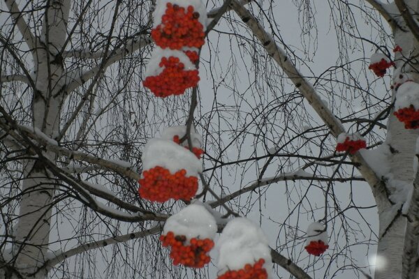 The season of snow-white beauty, mountain ash, beautiful