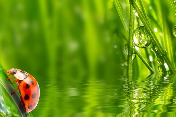 Coccinella su foglia verde con rugiada