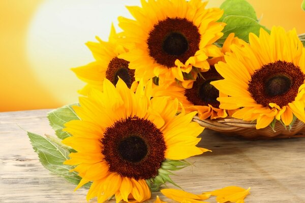 Reflection of the sun in the petals of sunflowers