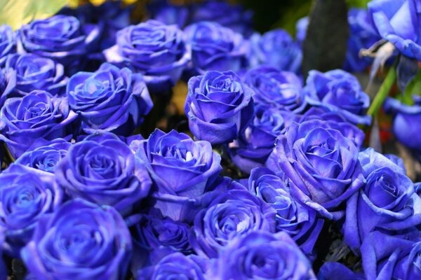 Beautiful bouquet of blue roses