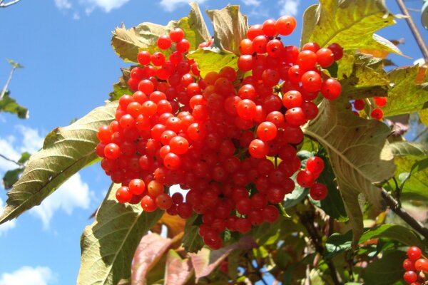 A large bunch of red currants