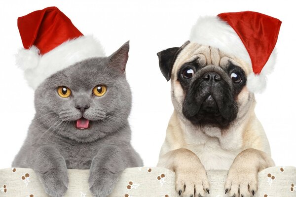 Animaux drôles avec des chapeaux de Noël