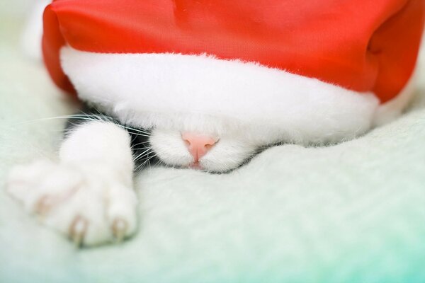 Lindo gato de Navidad. Feliz Navidad