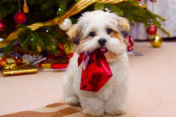 Süße Weihnachten Hunde