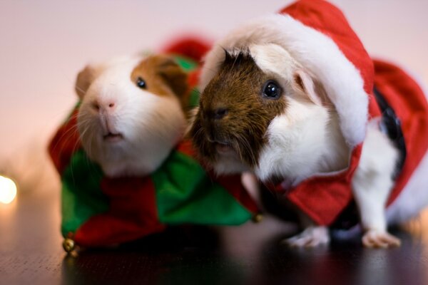 Hamsters bonitos como presentes para o Natal