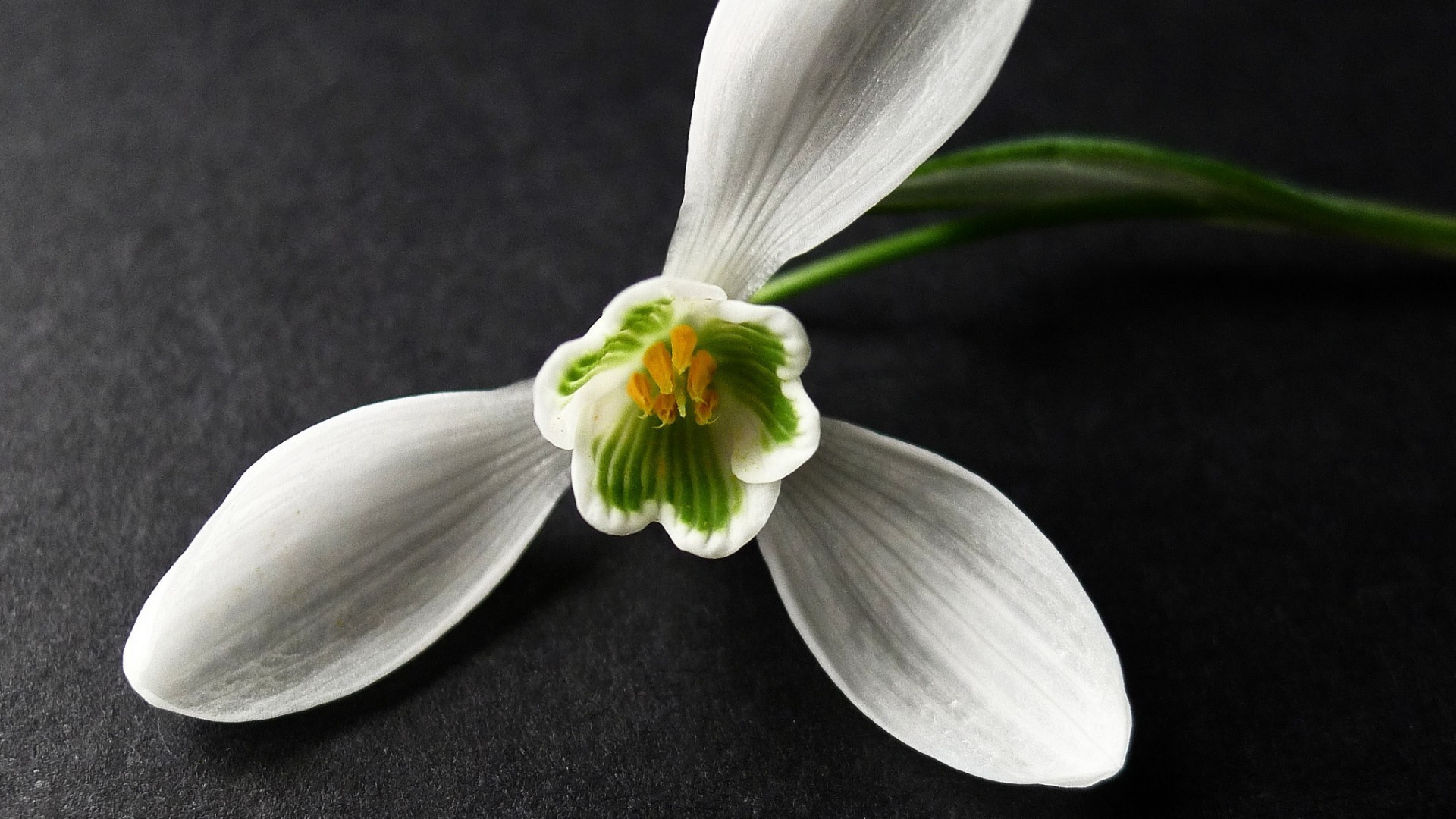 nahaufnahme blume besteck blatt flora blütenblatt ein stillleben natur medizin