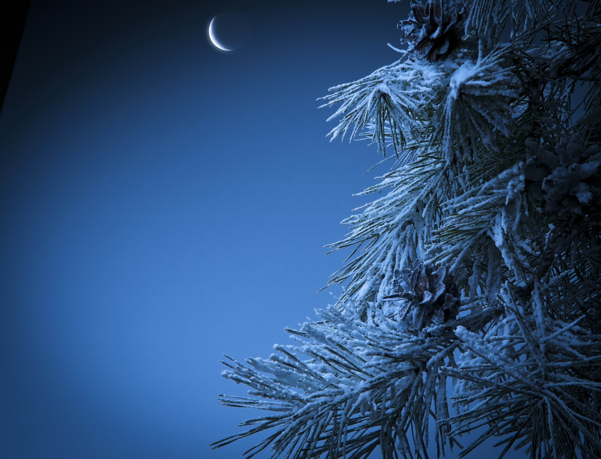 пейзажи зима рождество снег сосна дерево пихта эвергрин хвойные мороз яркий сезон природа рабочего стола филиал ели холодная светит праздник хвойные