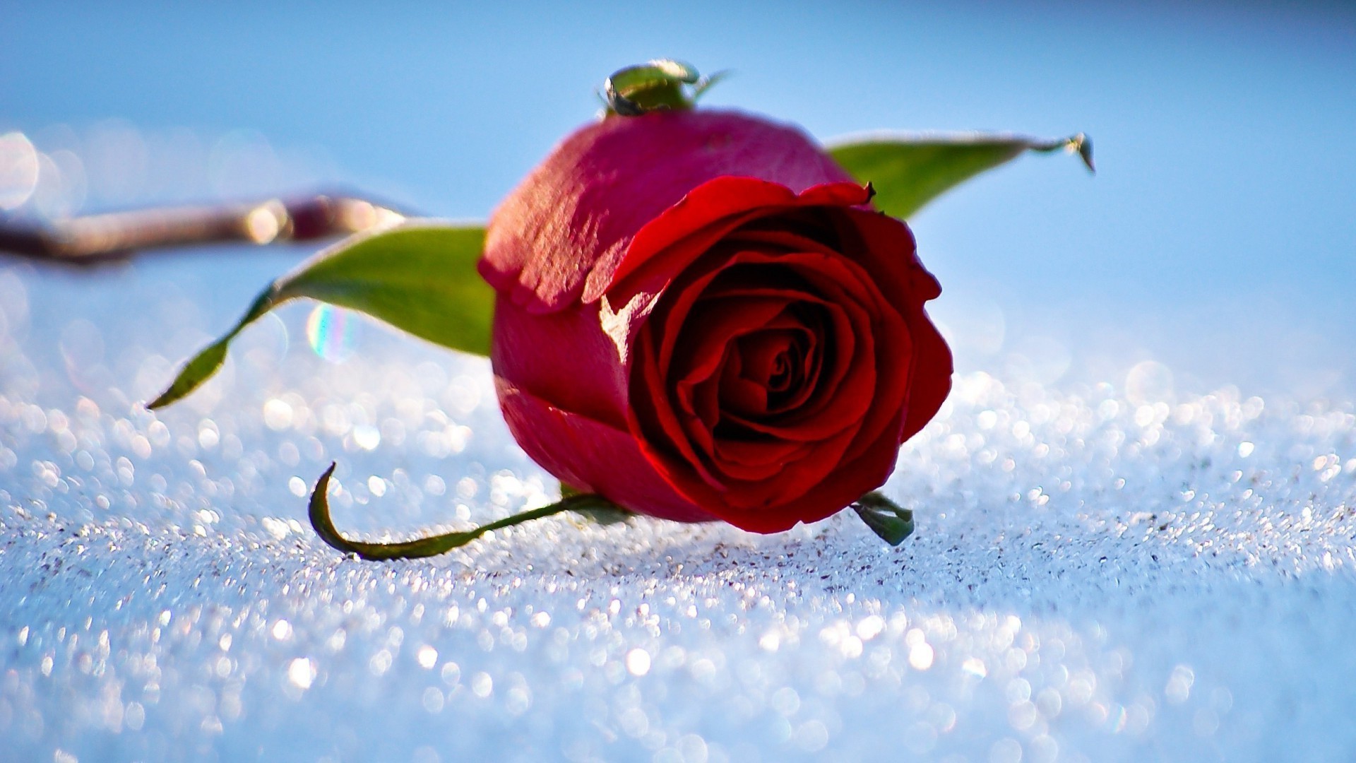 розы природа цветок любовь на открытом воздухе красивые лето романтика романтический сезон зима цвет флора лист снег лепесток цветочные