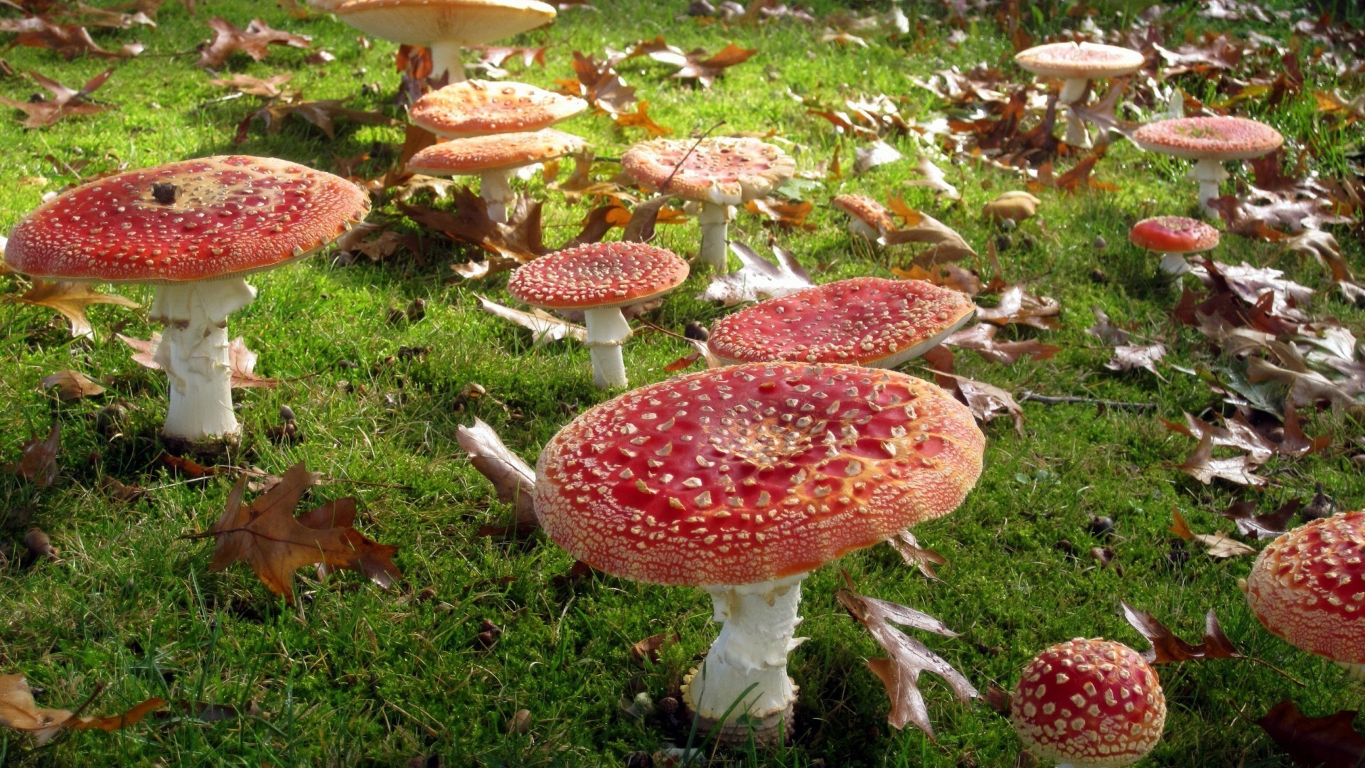 champignons champignon champignon automne champignon nature herbe saison bois toxique feuille flore couverture mousse à l extérieur poison comestible nourriture borovik