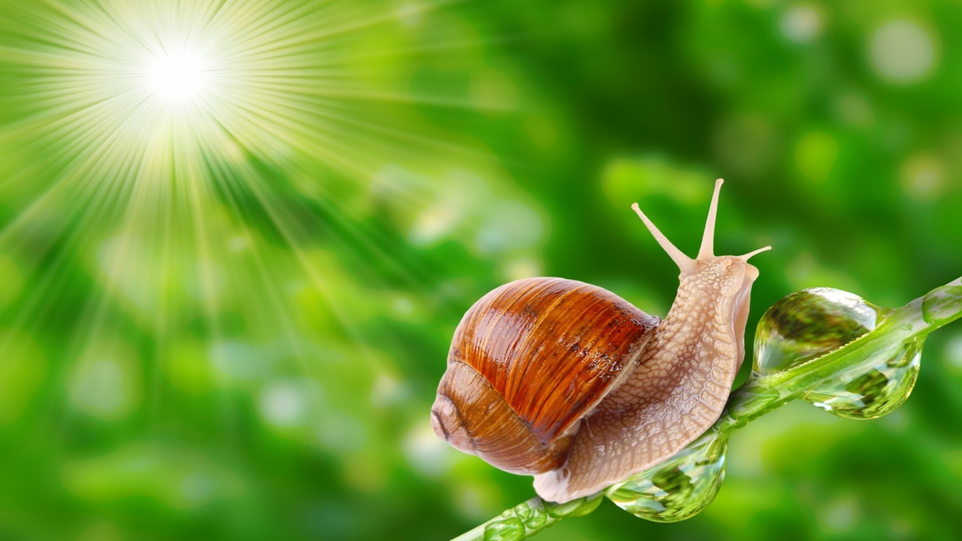 animals snail garden slow nature slimy gastropod leaf slug shellfish helix invertebrate flora slime insect desktop close-up wet summer