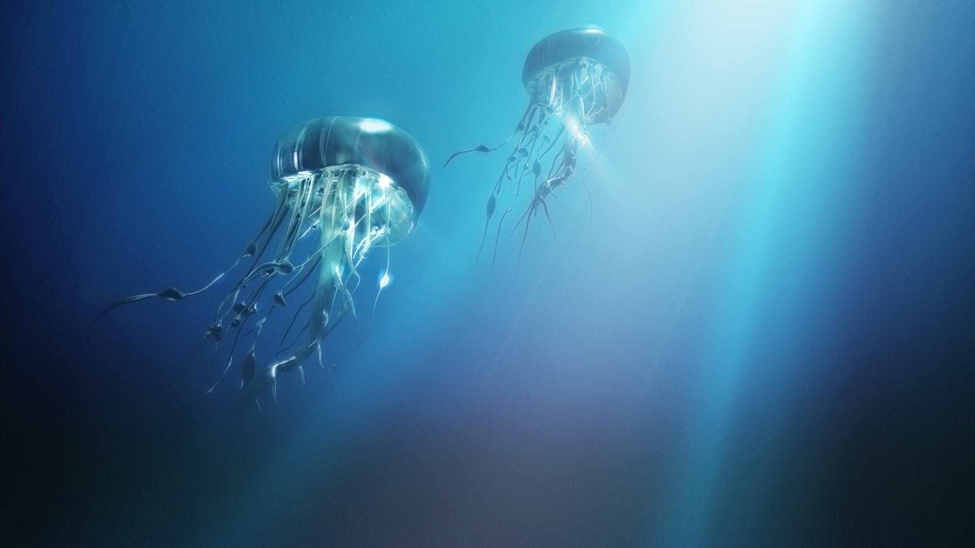 животные подводный плавание океан
