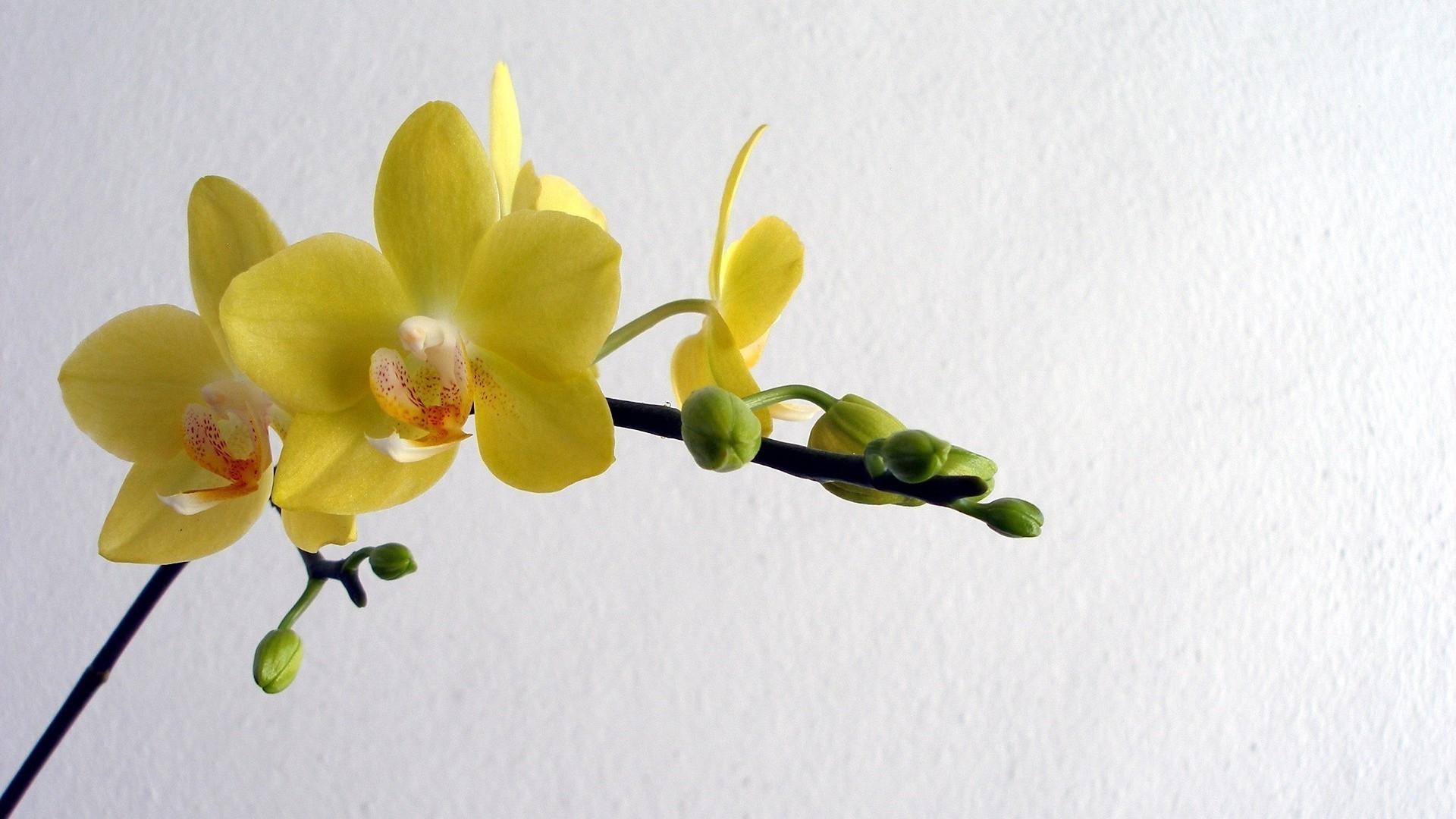 цветы цветок флора природа тропический лист филиал лепесток цветочные цвет блюминг экзотические нежный красивые орхидеи лузга размытость сад украшения яркий