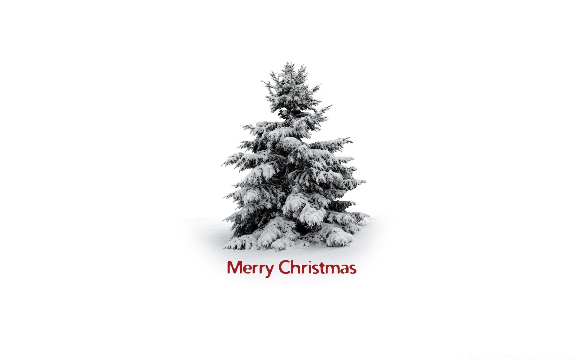 natale inverno albero evergreen pino neve conifere abete ramo stagione natura legno desktop conifere