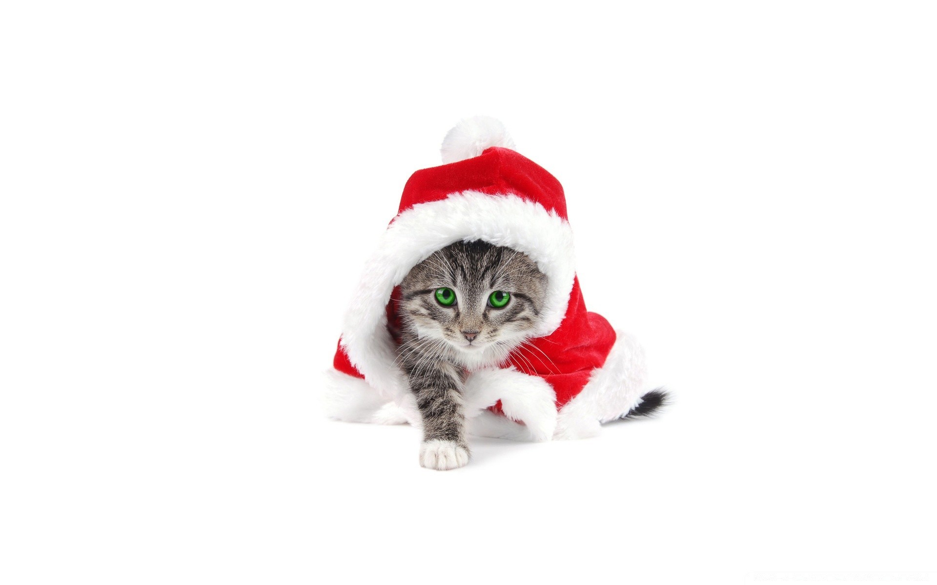 christmas cute funny fur pet animal mammal winter cat