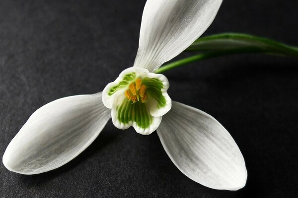 Immagine di un fiore con foglie primo piano