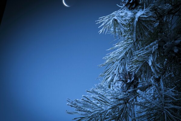 Paysage d hiver de pin et de Noël