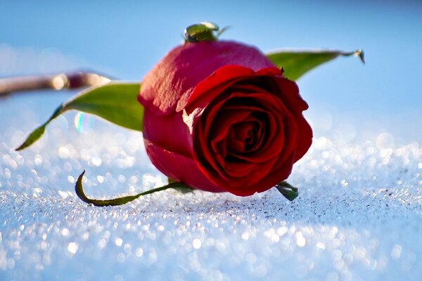 A scarlet rose in the snow