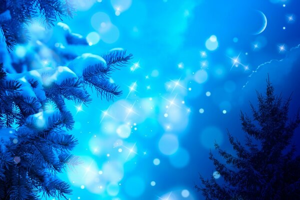 Blue light through snowy fir trees