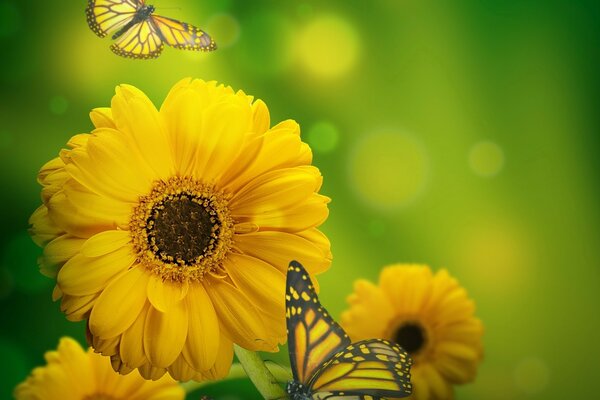 Fleurs jaunes nature papillon