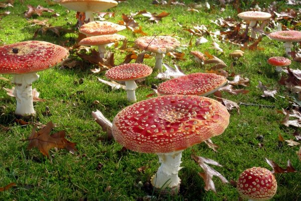 Muitos cogumelos na grama verde