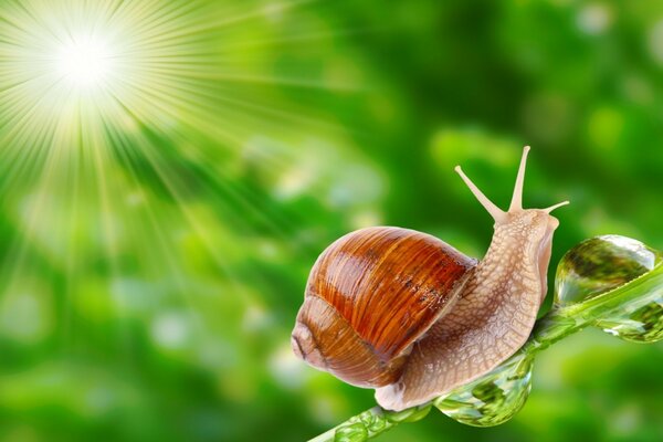 Langsam kriechende Schnecke über das Blatt