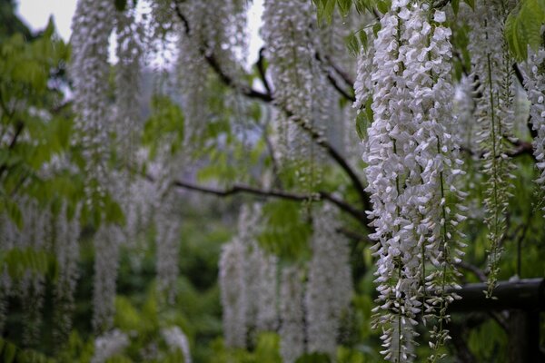 La naturaleza da la temporada de floración de las plantas