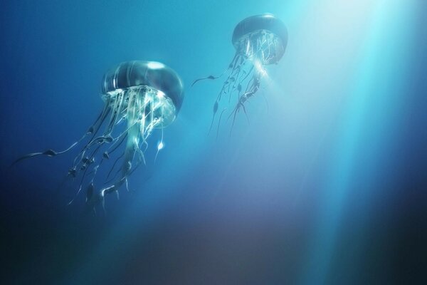 Big jellyfish among the ocean