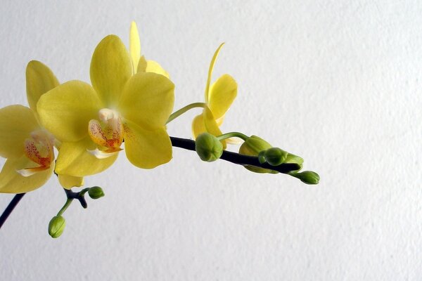 Yellow Orchid Bush