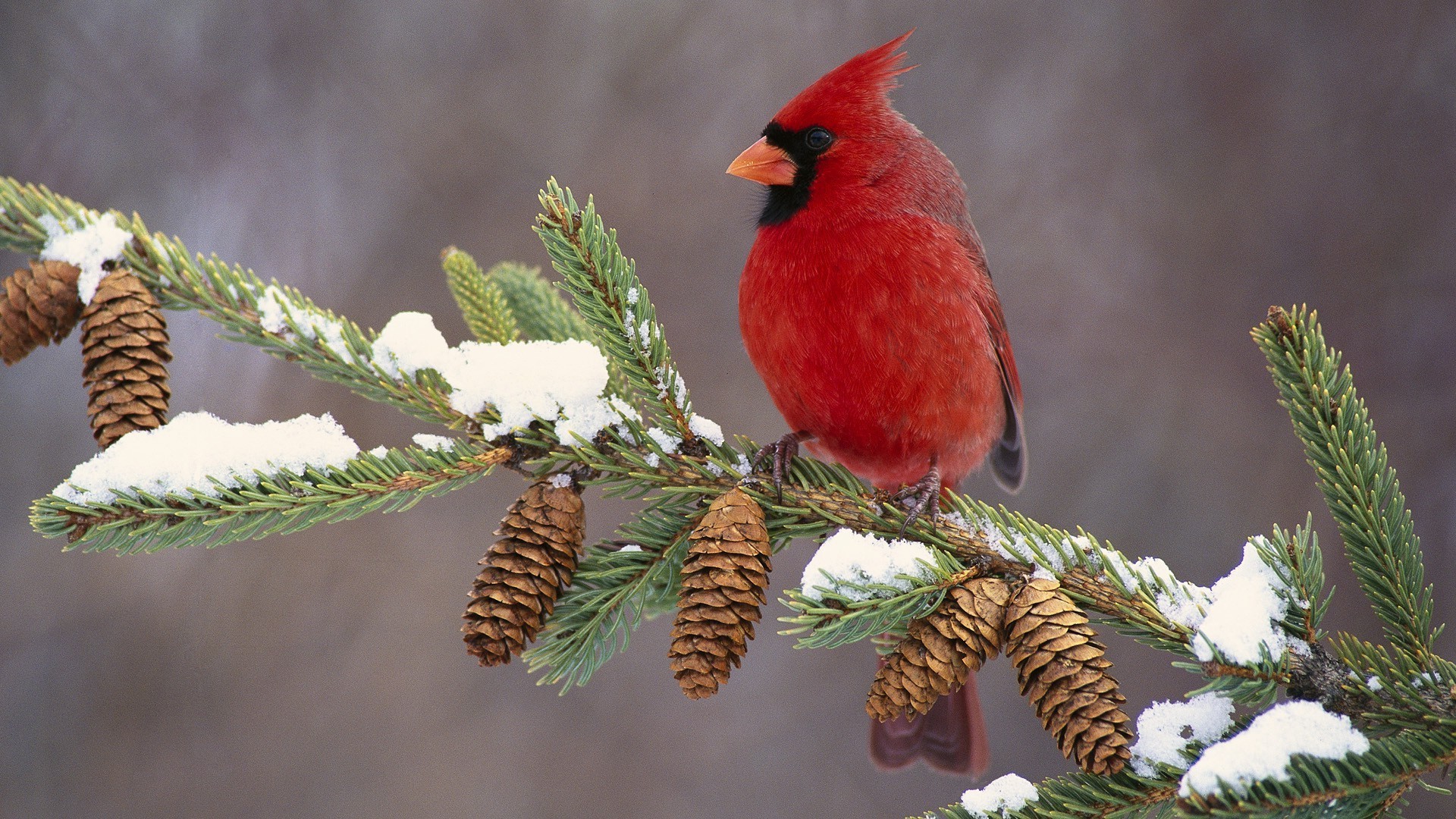 animals winter tree bird nature wildlife christmas outdoors wood