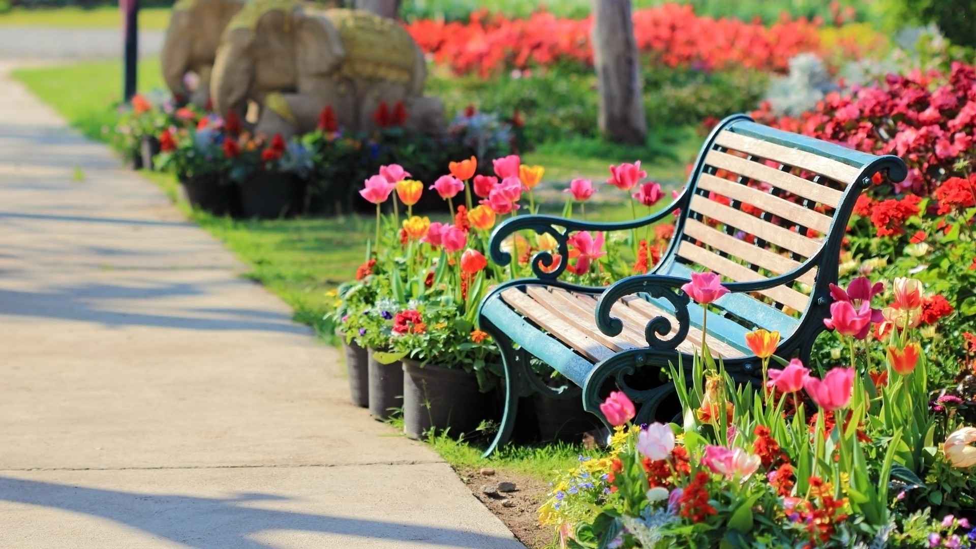 parks blume garten bank sommer flora natur blatt gras park stuhl hof im freien farbe rasen baum im freien