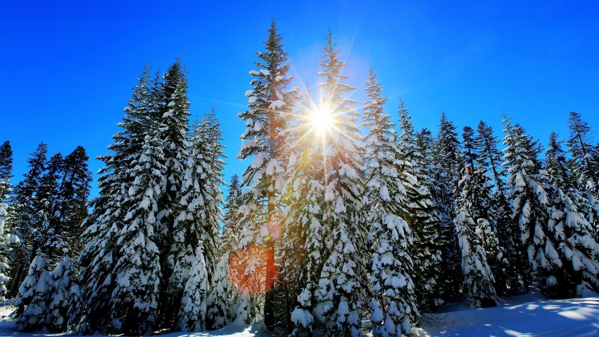 winter snow wood frost season tree cold fir landscape pine nature frozen scenic evergreen fair weather ice spruce conifer snow-white