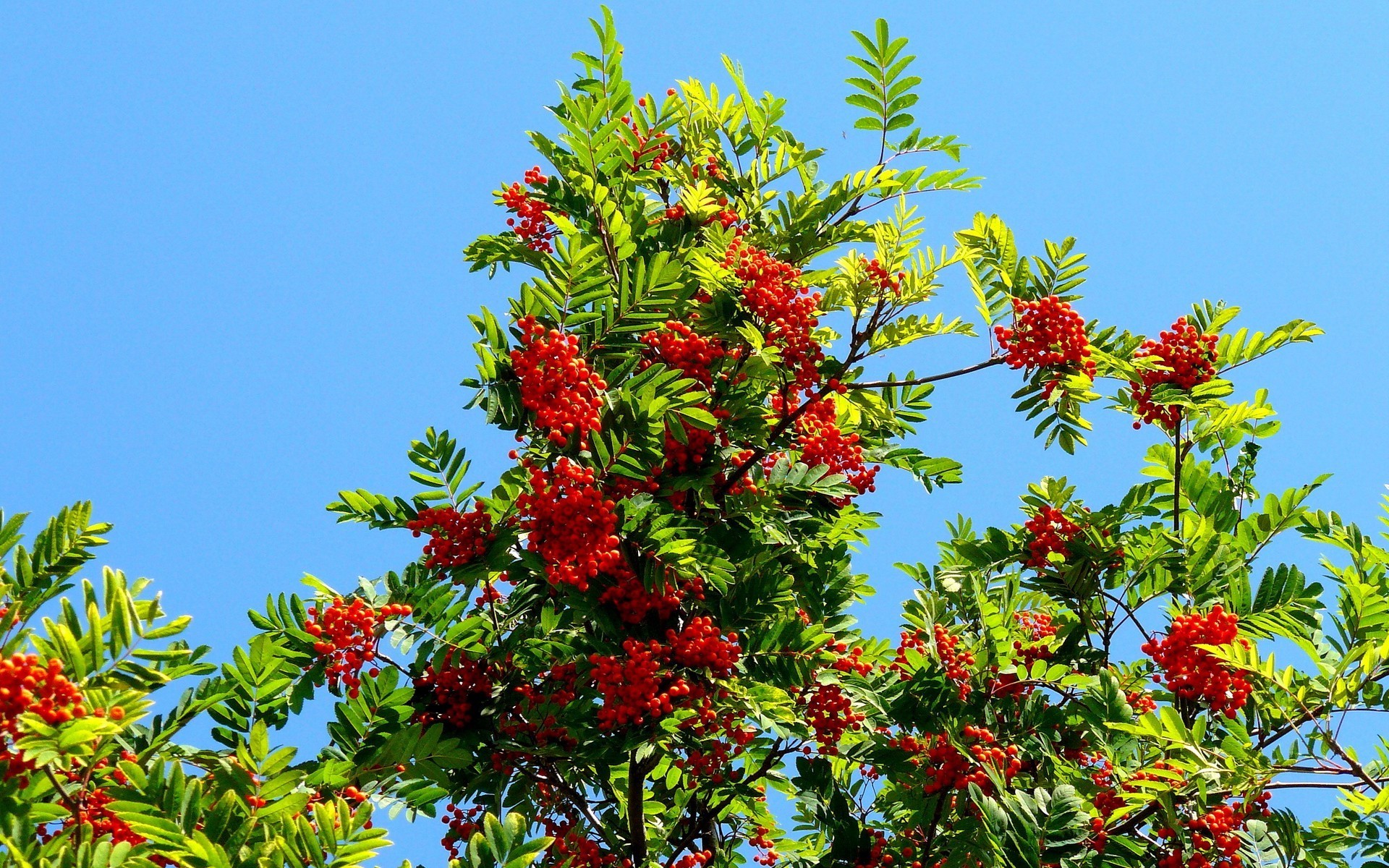 arbres arbre branche saison nature feuille flore arbuste été décoration jardin lumineux fleur baie couleur fruits à l extérieur croissance