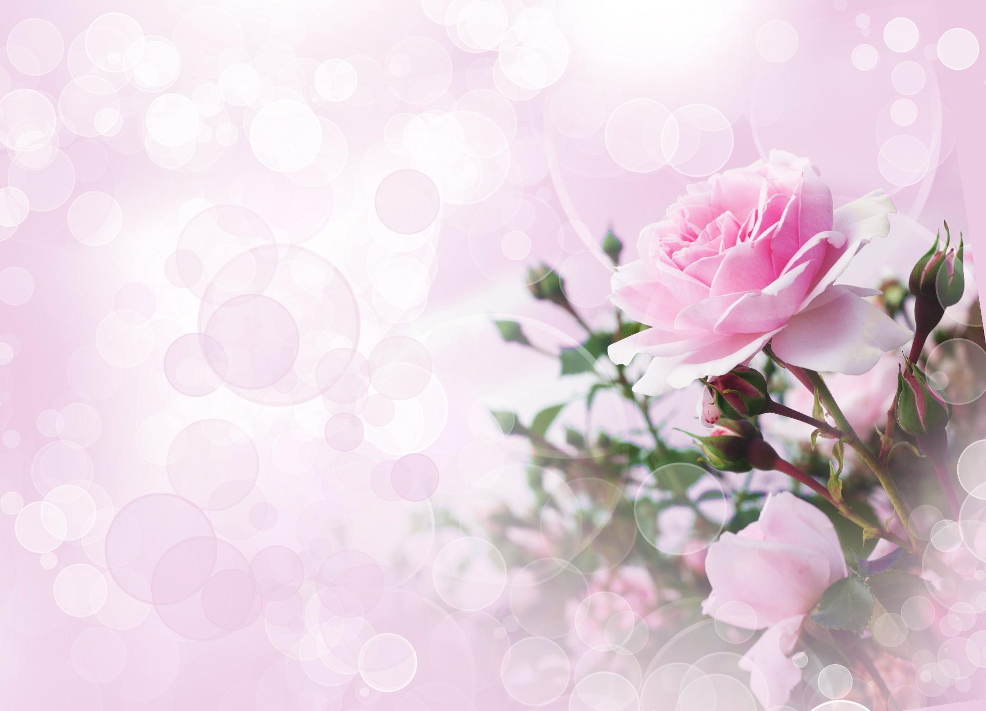 розы цветок флора цветочные цвет карта природа рабочего стола яркий украшения свадьба лист романтический блюминг романтика лето лепесток пастель красивые сад