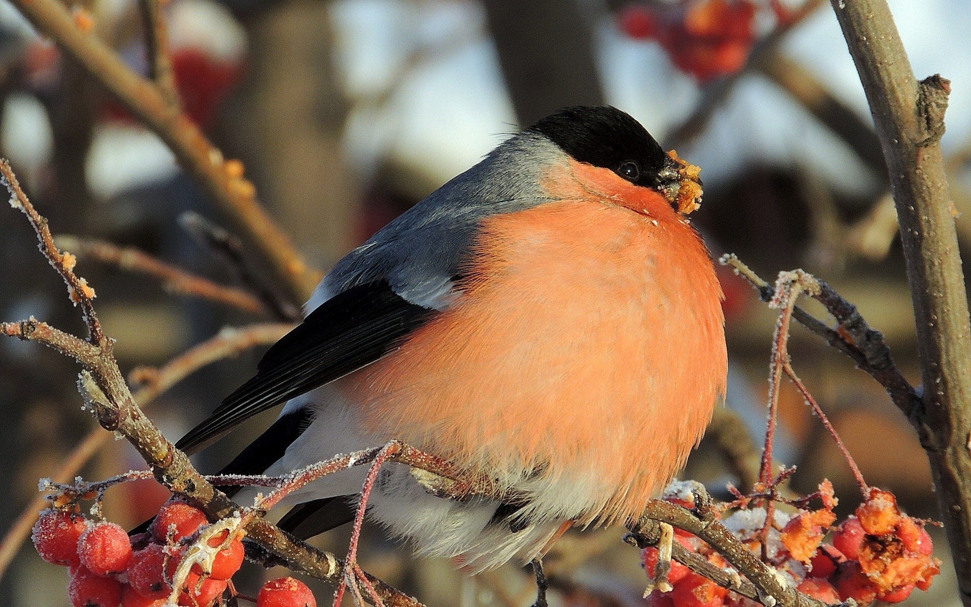 animals bird wildlife tree songbird outdoors nature winter finch