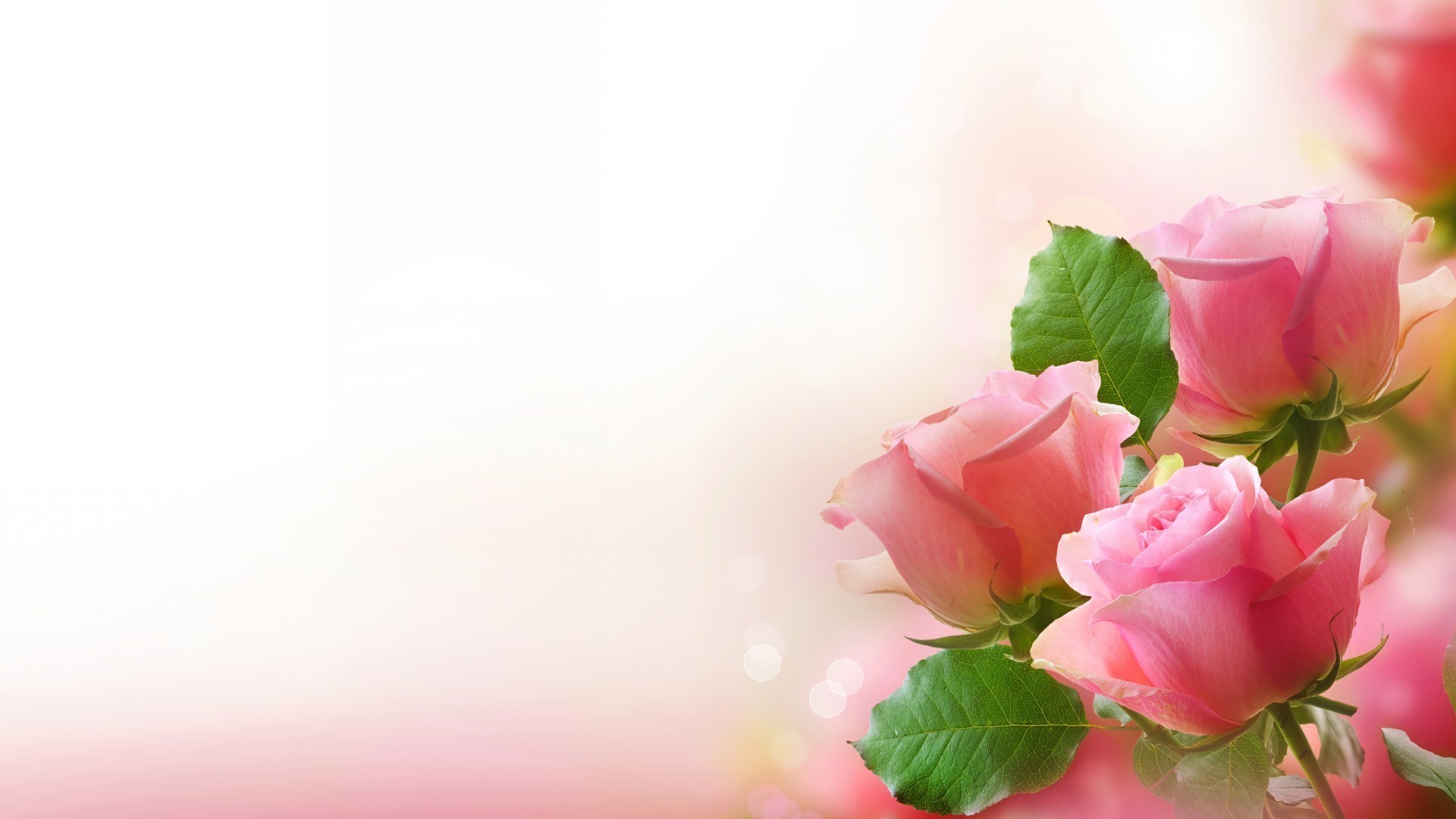 розы цветок природа лист любовь лето романтика свадьба яркий цветочные лепесток флора