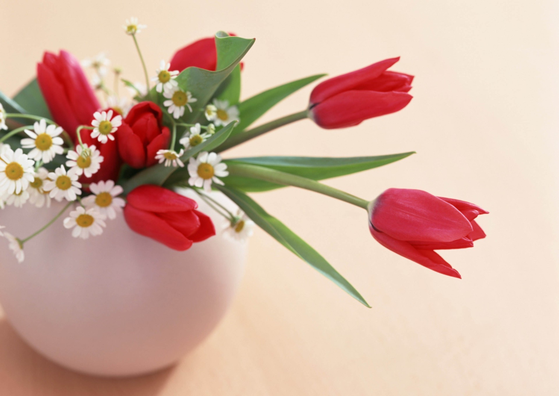 тюльпаны цветок природа лист флора любовь букет подарок тюльпан ваза украшения изолированные