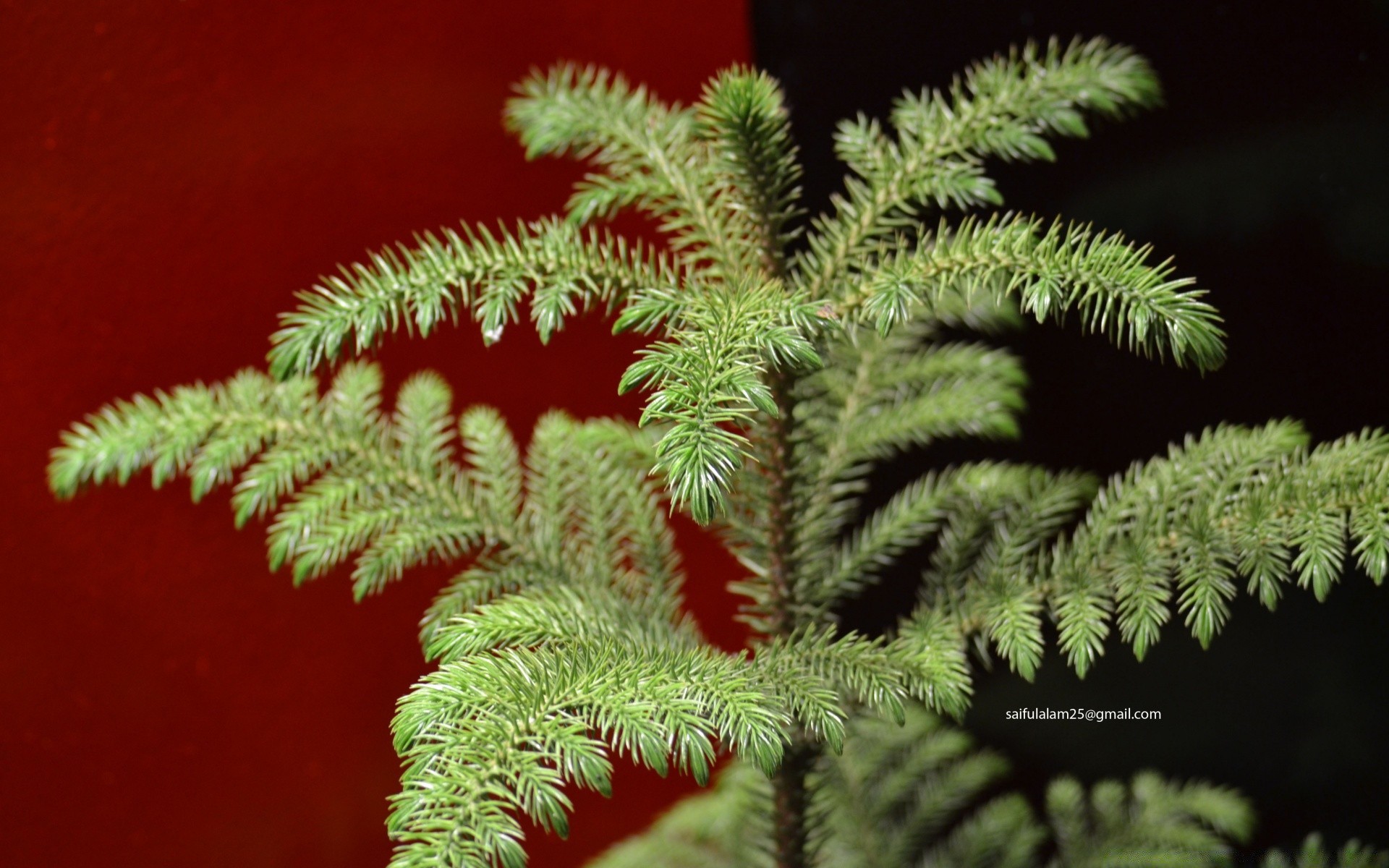 noël fern à l extérieur nature feuille arbre flore bois croissance