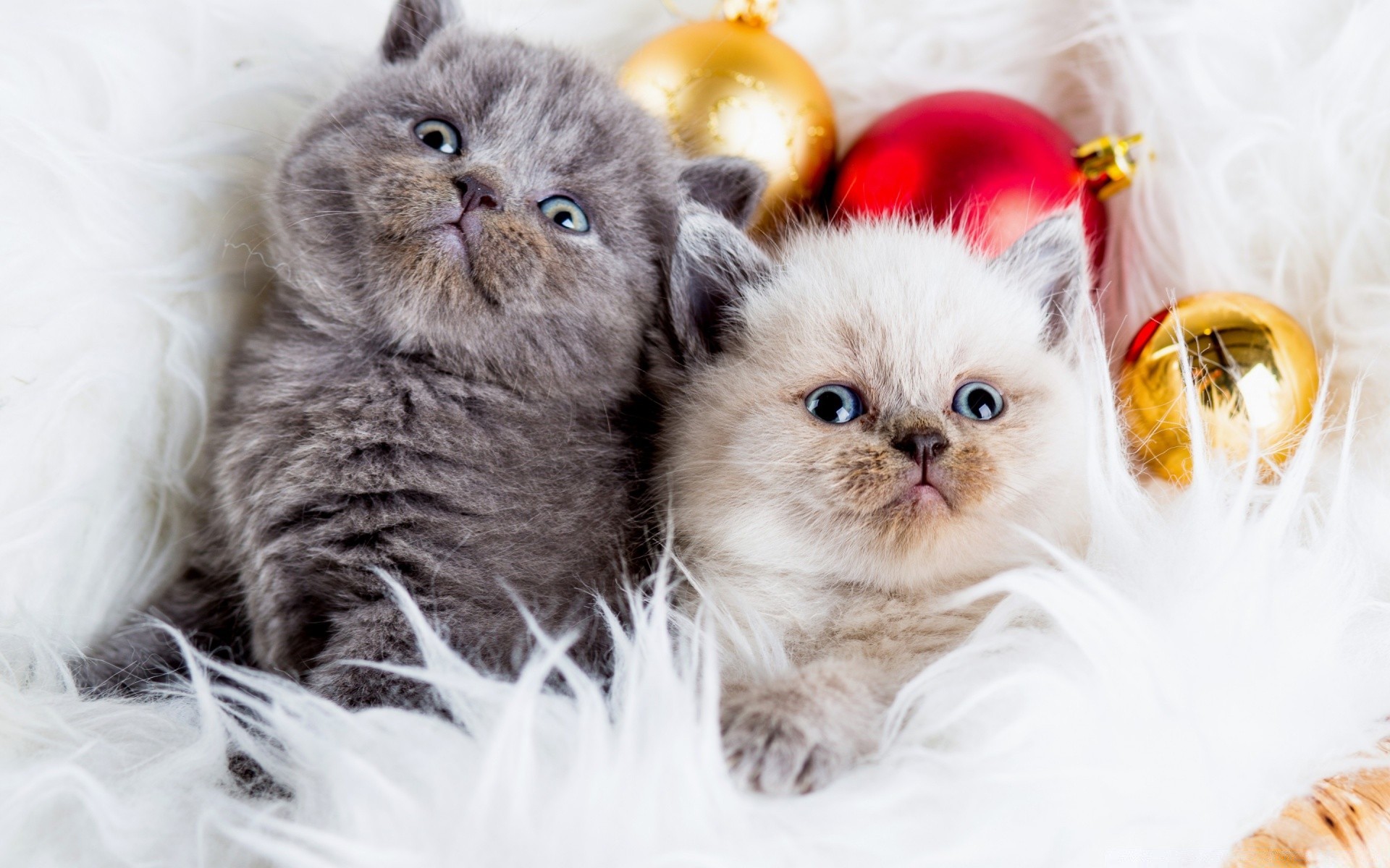 natale carino animale domestico animale gatto pelliccia domestico mammifero gattino piccolo giovane ritratto lanuginoso divertente sedersi vista adorabile razza occhio purosangue soffice