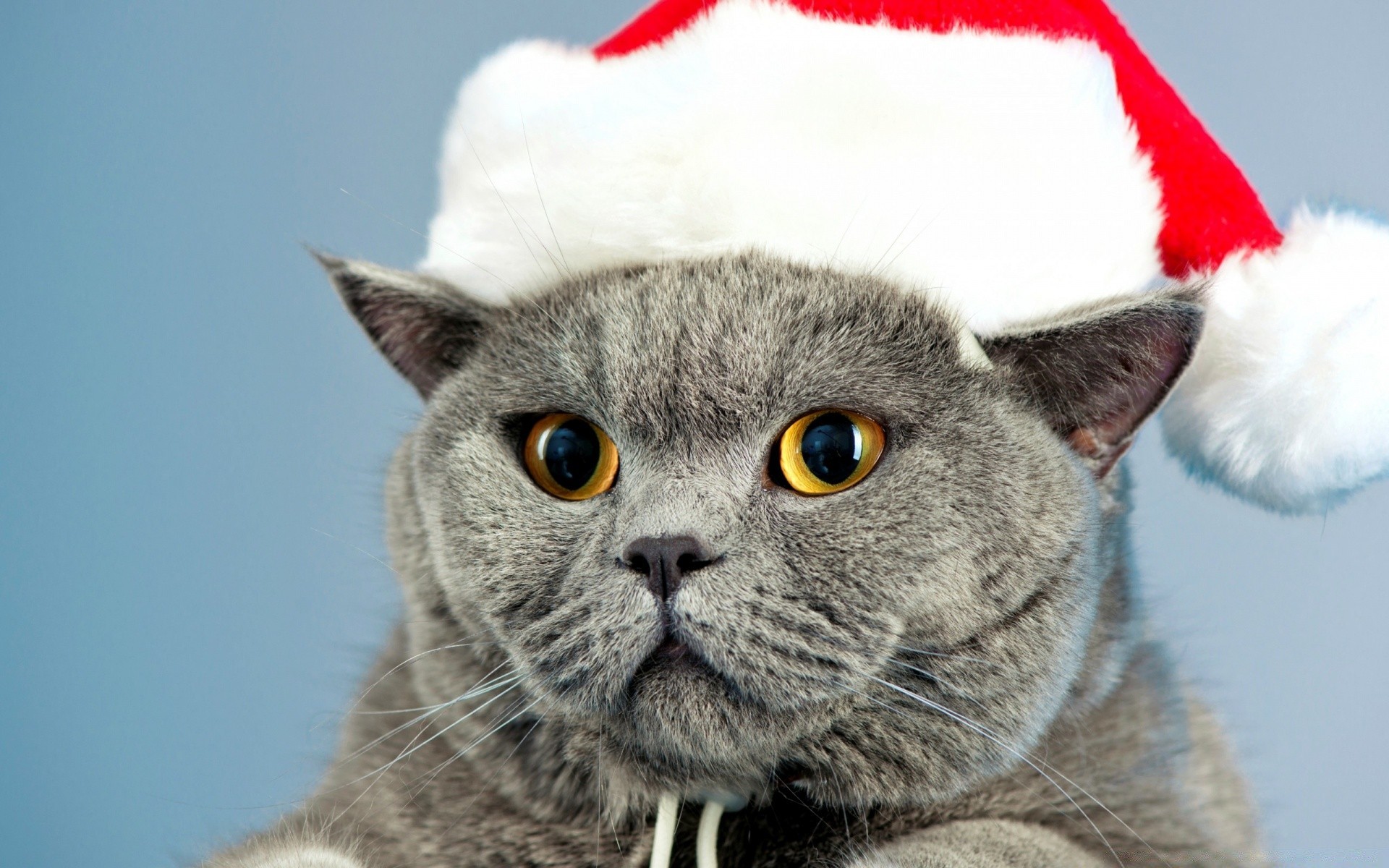 christmas animal fur cute portrait mammal pet young eye downy domestic looking funny cat little