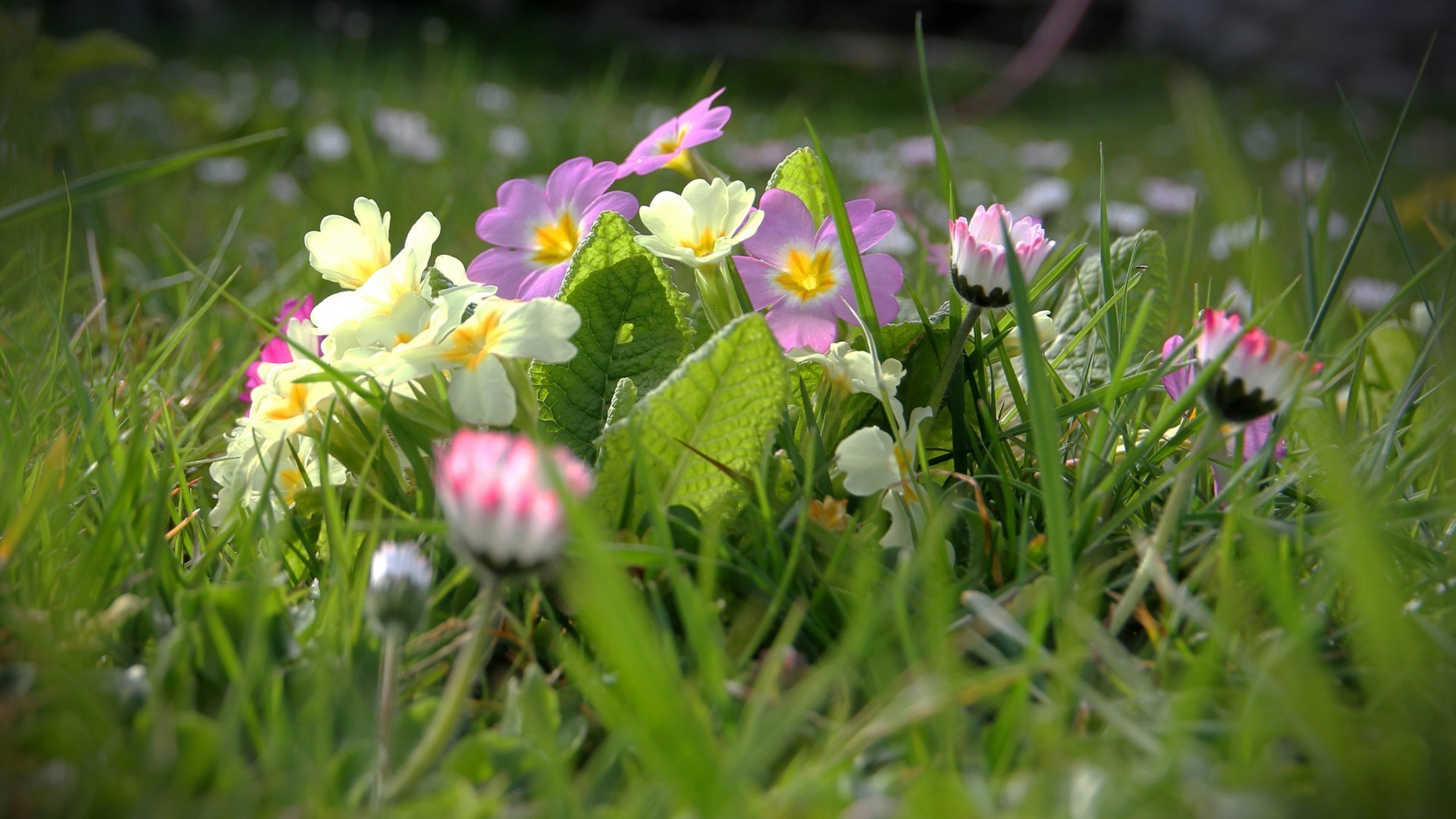 wildflowers flower grass nature garden field blooming flora floral summer hayfield petal season color park leaf bed sun lawn bright fair weather