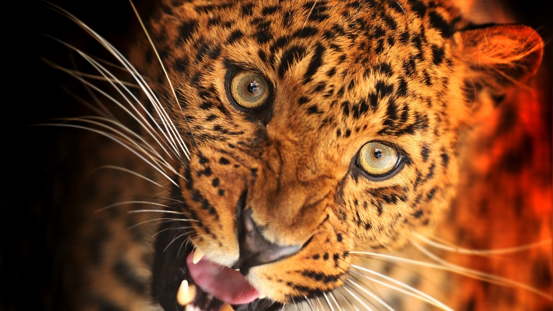 животные кошка млекопитающее дикой природы тигр леопард хищник зоопарк охотник животное мех мясоед сафари опасность пантера глядя портрет глаз большой охота джунгли