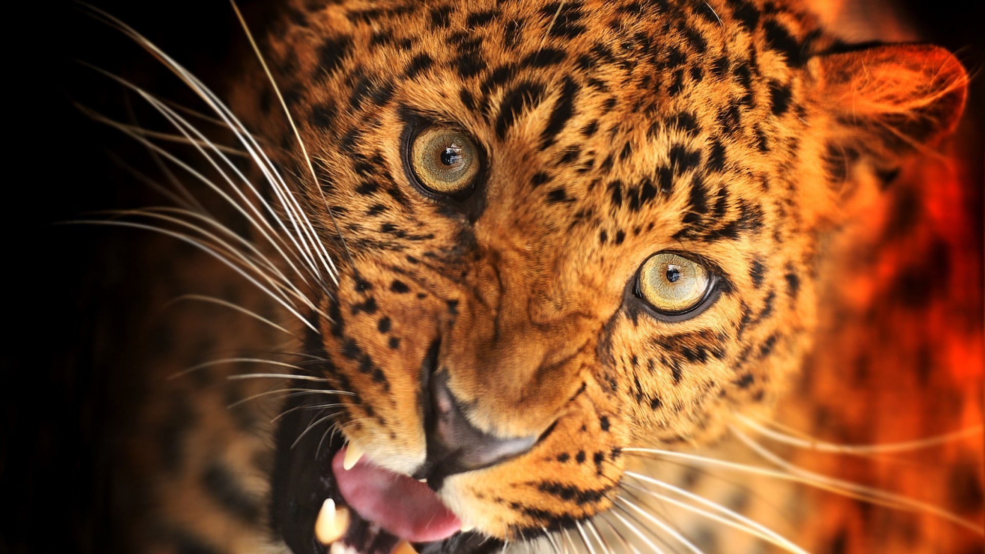 animais gato mamífero vida selvagem tigre leopardo predador jardim zoológico caçador animal pele comedor de carne safari perigo pantera olhando retrato olho grande caça selva