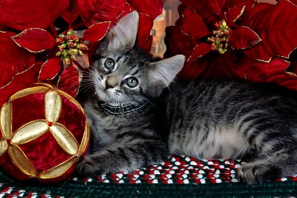 Gatinho fofo deitado em flores