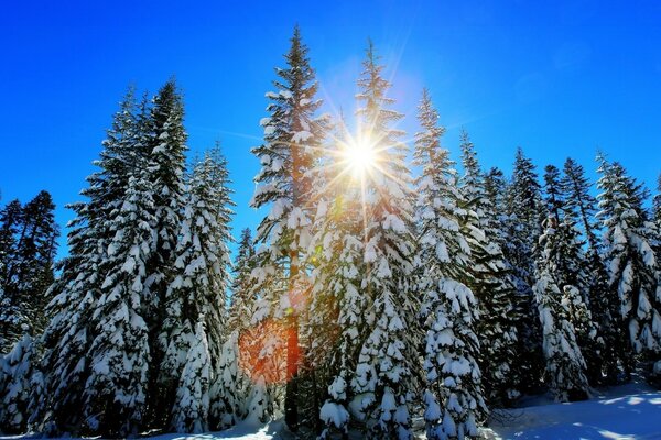 Gorgeous Christmas trees, a great season for traveling