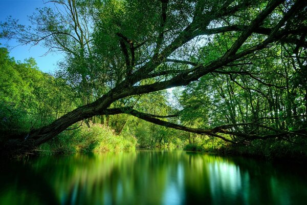 Paisaje árbol nal lago