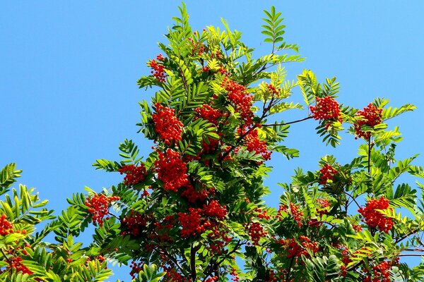 Baum Eberesche Erntezeit