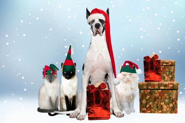 Großer Hund neben Katzen und Weihnachtsgeschenken