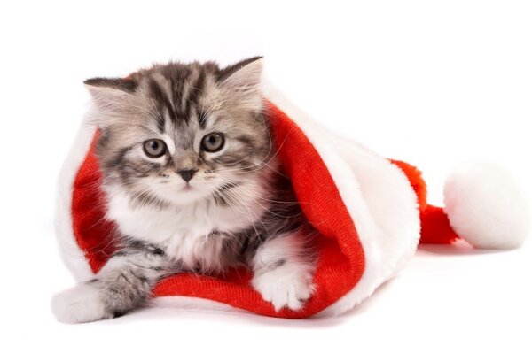 A kitten in a Santa Claus hat